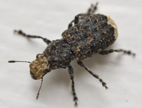 Réf. 231 545 : Platyrhinus resinosus